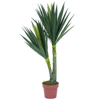 Juka Europalms 2 kmeny, výška 115 cm