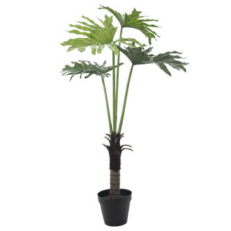 Rostlina Split Philo Europalms Výška 120 cm