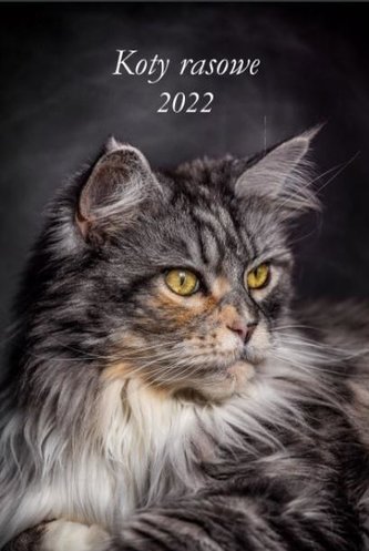 Kalendarz 2022 Ścienny wieloplanszowy Koty rasowe
