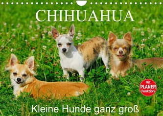 Chihuahua - Kleine Hunde ganz groß (Wandkalender 2022 DIN A4 quer)