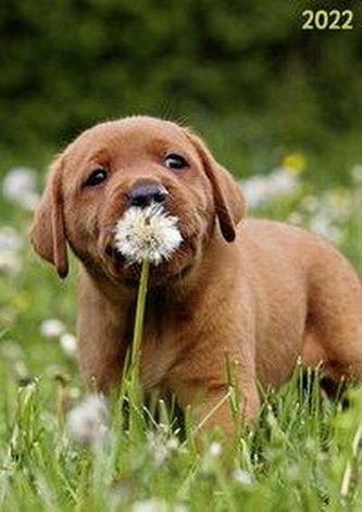 Terminplaner Hund 2022