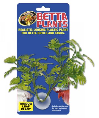 Rostl.akv.ZMD Betta Plant Window Leaf