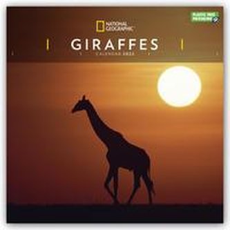Giraffes - Giraffe - Giraffen 2022