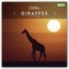 Giraffes - Giraffe - Giraffen 2022