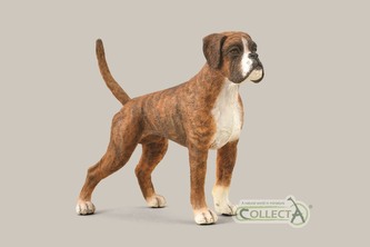 Boxer