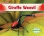 Incredible Insects: Giraffe Weevil