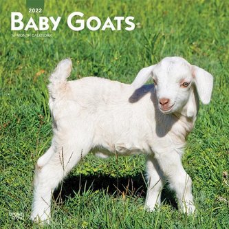 Baby Goats 2022 Square