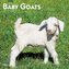 Baby Goats 2022 Square