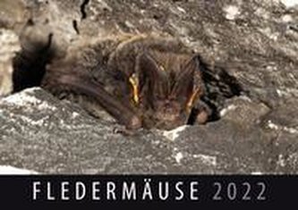 Fledermäuse 2022