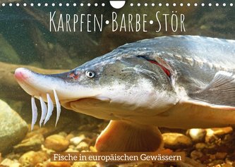 Karpfen, Barbe, Stör: Fische in europäischen Gewässern (Wandkalender 2022 DIN A4 quer)