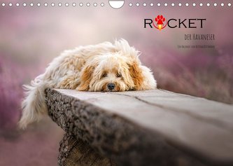 Rocket der Havaneser (Wandkalender 2022 DIN A4 quer)