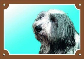 Barevná cedulka Pozor pes, Bearded kolie