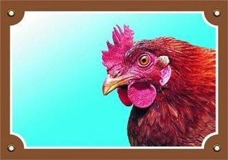 Barevná cedulka Pozor pes, Slepice