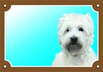 Barevná cedulka Pozor pes, West highland white terier