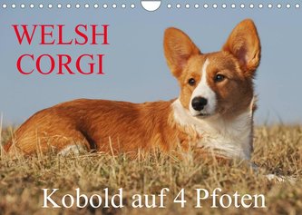Welsh Corgi - Kobold auf 4 Pfoten (Wandkalender 2022 DIN A4 quer)
