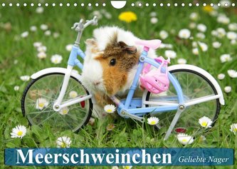 Meerschweinchen. Geliebte Nager (Wandkalender 2022 DIN A4 quer)