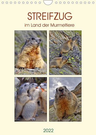 STREIFZUG im Land der Murmeltiere (Wandkalender 2022 DIN A4 hoch)
