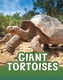 Giant Tortoises