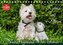 Kobold auf 4 Pfoten - West Highland White Terrier (Tischkalender 2022 DIN A5 quer)