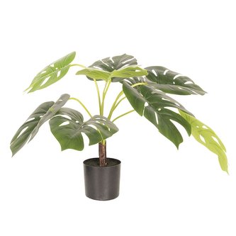 Monstera skvostná v květináči