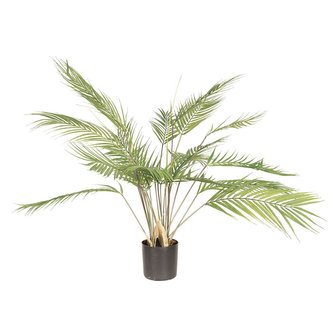 Pokojová rostlina v květináči