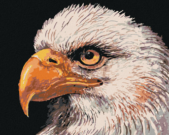 Malování podle čísel - OREL BĚLOHLAVÝ - 80x100 cm, vypnuté plátno na rám