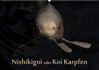 Nishikigoi oder Koi Karpfen (Wandkalender 2022 DIN A2 quer)