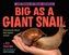 Big as a Giant Snail