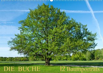 Die Buche: 12 Baumporträts (Wandkalender 2022 DIN A2 quer)