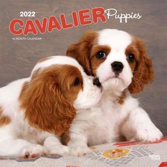 Cavalier King Charles Spaniel Puppies 2022 Square