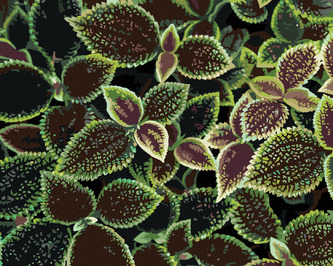 Malování podle čísel - ZELENO-ČERVENÉ LISTY - 80x100 cm, bez rámu a bez vypnutí plátna