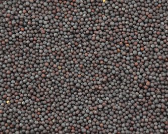 Hořčice černá celá 50 g