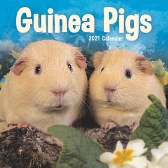 Guinea Pigs Mini Square Wall Calendar 2021