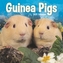 Guinea Pigs Mini Square Wall Calendar 2021