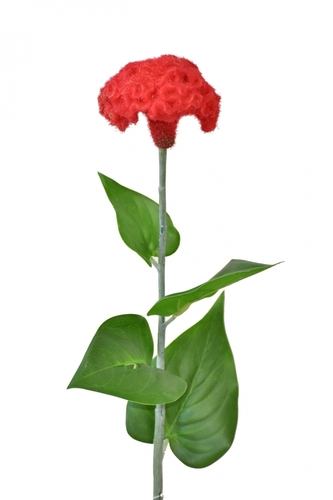 Celosia červená 64 cm