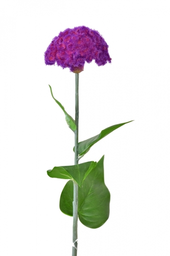 Celosia fialová 64 cm