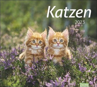 times&more Katzen Bildkalender 2023