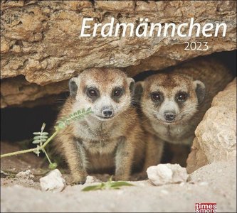times&more Erdmännchen Bildkalender 2023