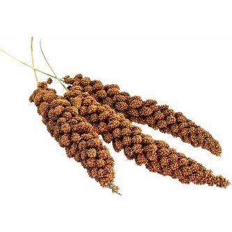 Senegalské proso v klasu 100 g - AVICENTRA