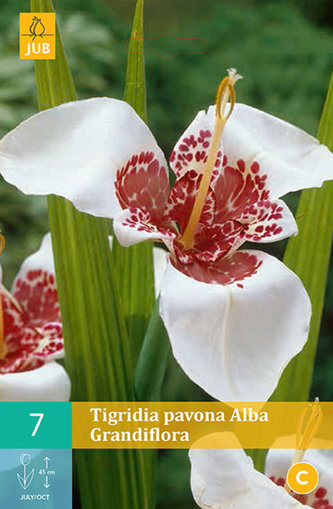 Karta - Tygřice Tigridia PAVONIA ALBA GRANDIFLORA (7 cibulí) "B"
