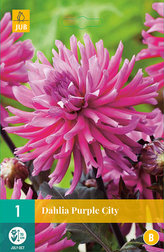 Karta - Jiřina PURPLE CITY (1 hlíza) "B"