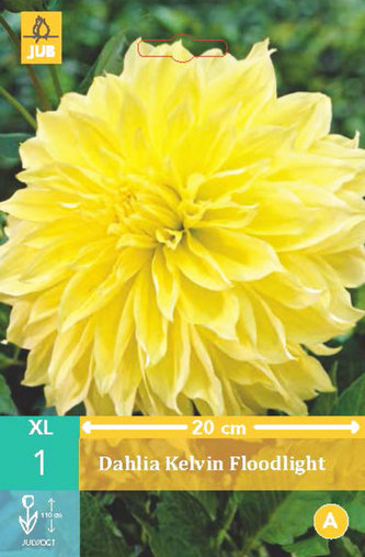 Karta - Jiřina KELVIN FLOODLIGHT (1 hlíza) "B"