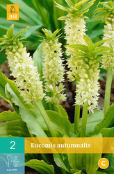 Karta - Chocholatice Eucomis AUTUMNALIS (2 cibule) "B"
