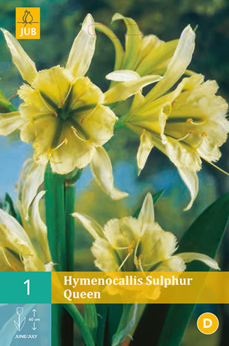 Karta - Ismene SULPHUR QUEEN (Hymenocallis) (1 cibule) "B"