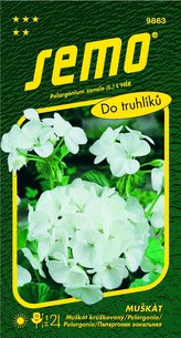 Pelargonie páskatá - bílá 11s