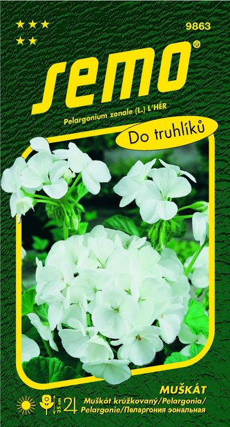 Pelargonie páskatá - bílá 11s