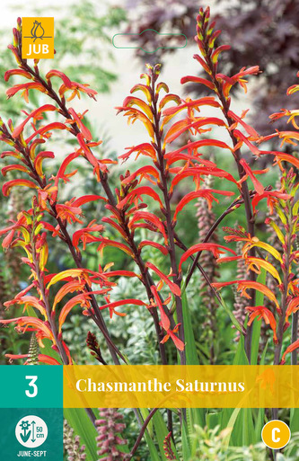 Karta - Chasmanthe SATURNUS (3 cibule) "C"