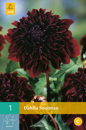 Karta - Jiřina SOULMAN  (1 hlíza) "B"