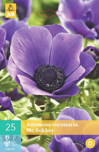 Karta - Sasanka COR. MR. FOKKER (15 cibulí) "B"