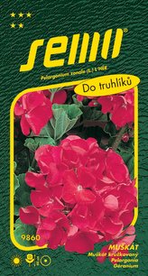 Pelargonie páskatá - červená 11s